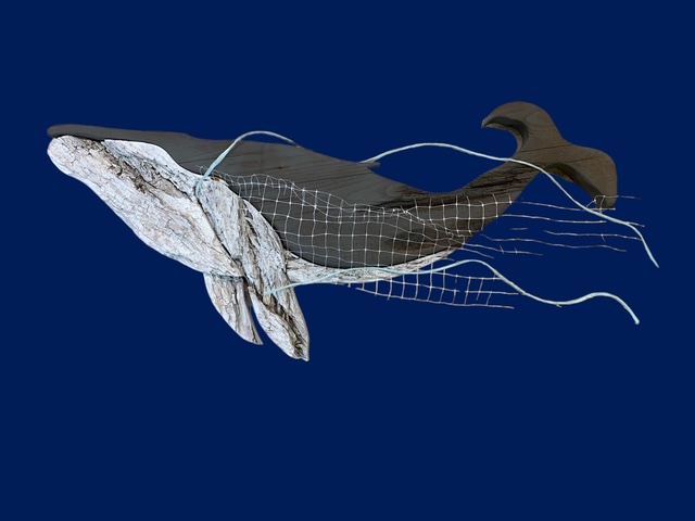 Driftwood humpback whale with fishing net